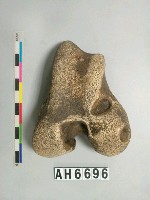 藏品(獸骨)的圖片